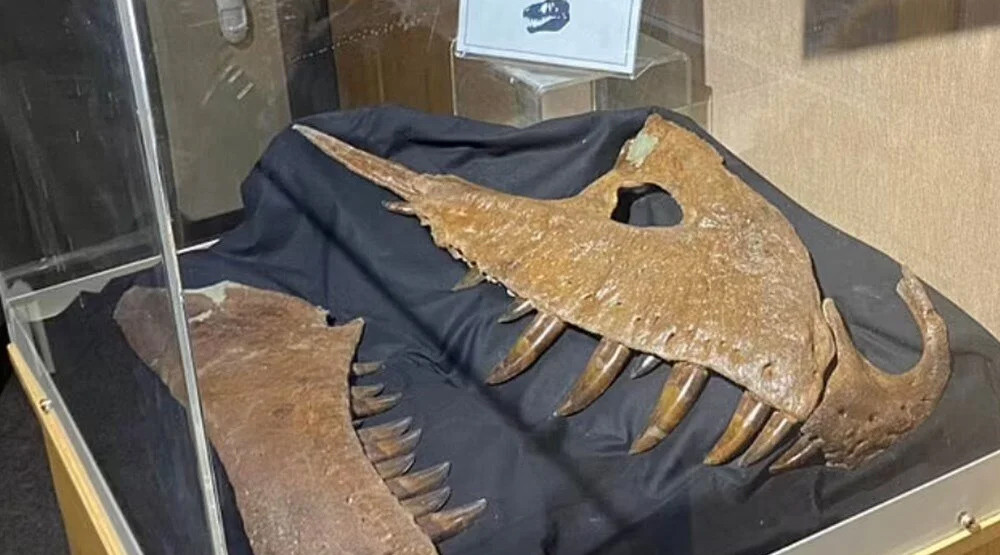 ABD'de heyecanlandıran keşif: T. Rex'in atası bulundu mu? 