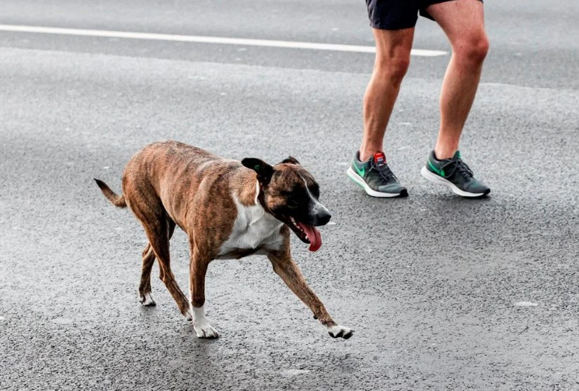 44. İstanbul Maratonu'ndan ilginç kareler