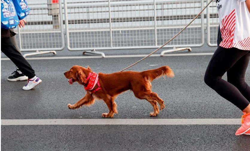 44. İstanbul Maratonu'ndan ilginç kareler