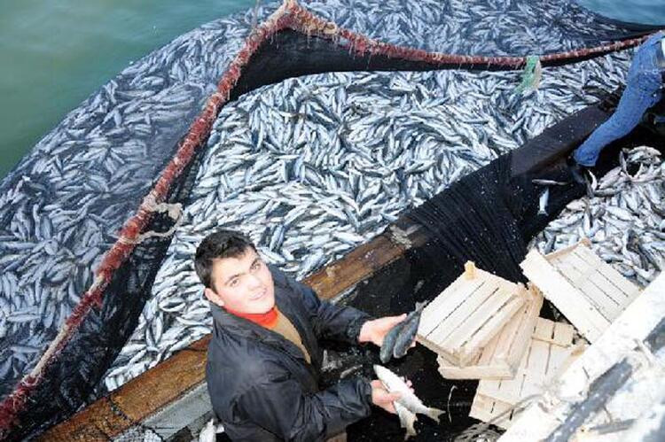 Karadeniz'den uyarı! Hamsi avı yasaklansın