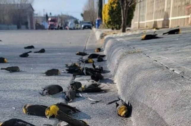 Meksika’da gökyüzünden yüzlerce ölü kuş yağdı