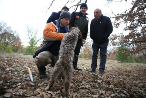 'Kralların yiyeceği' olarak biliniyor! Kilosu 800 euroya alıcı buluyor