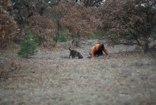 'Kralların yiyeceği' olarak biliniyor! Kilosu 800 euroya alıcı buluyor