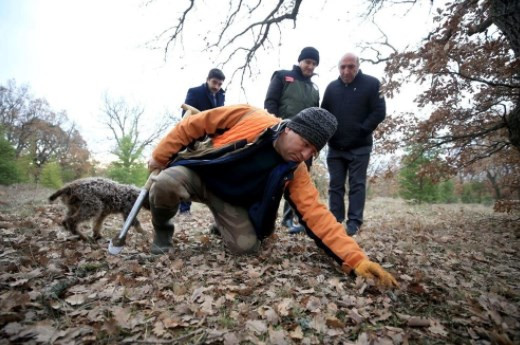 'Kralların yiyeceği' olarak biliniyor! Kilosu 800 euroya alıcı buluyor