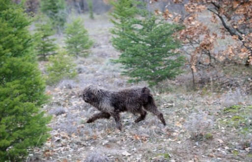 'Kralların yiyeceği' olarak biliniyor! Kilosu 800 euroya alıcı buluyor