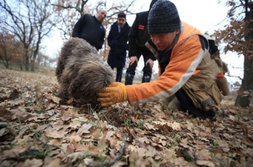 'Kralların yiyeceği' olarak biliniyor! Kilosu 800 euroya alıcı buluyor