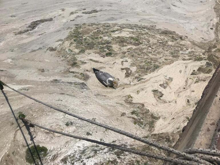 Müsilaj rapor TBMM'ye sunuldu: Yakıt ya da gübre olarak kullanılamaz!