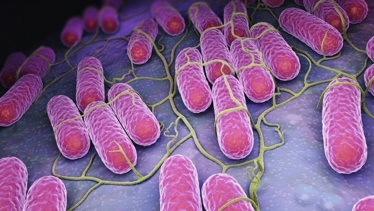 Ürünler toplatıldı: Salmonella bu kez tavukta görüldü!