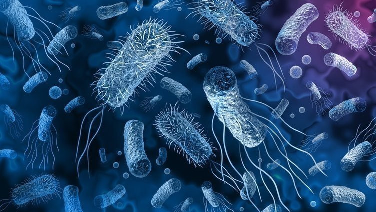 Ürünler toplatıldı: Salmonella bu kez tavukta görüldü!