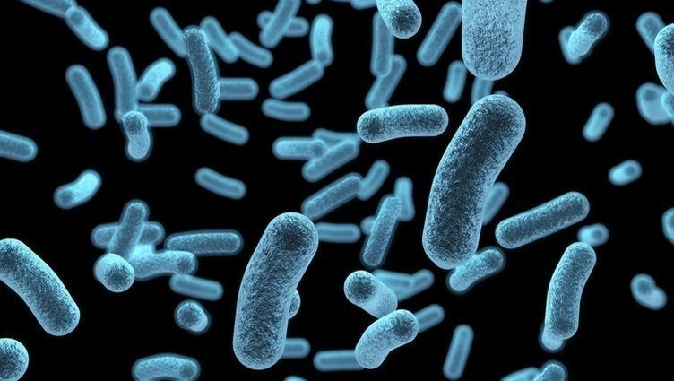 Ürünler toplatıldı: Salmonella bu kez tavukta görüldü!