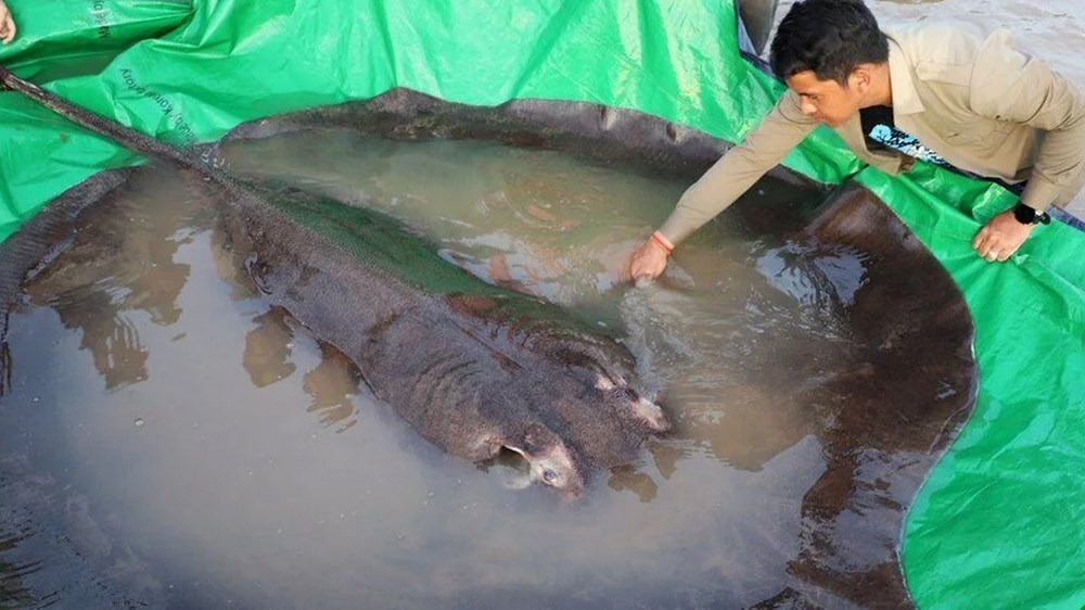 Kamboçya'da keşfedildi: 300 kilo ağırlığında, 4 metre uzunluğunda!