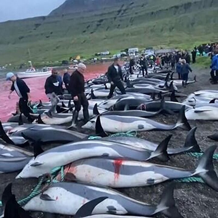 Faroe Adaları'nda gelenek diye 100 şişeburunlu yunus katledildi