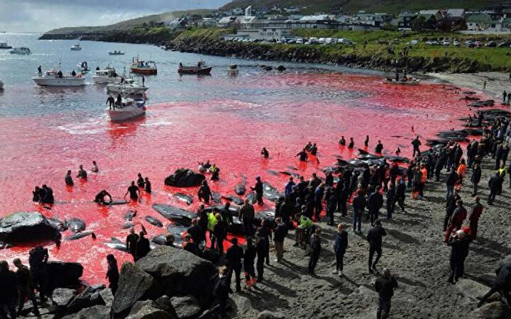 Faroe Adaları'nda gelenek diye 100 şişeburunlu yunus katledildi