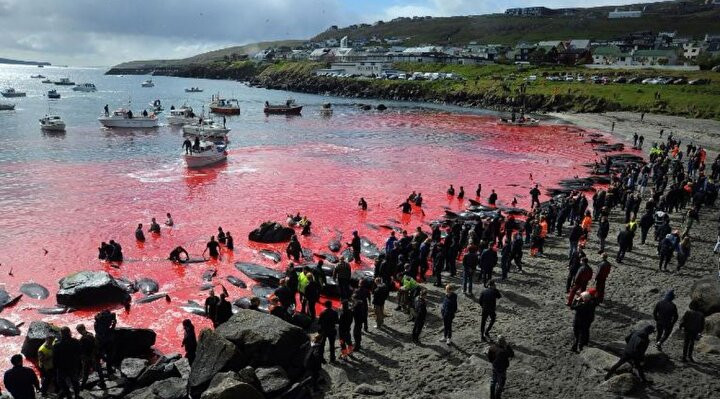 Faroe Adaları'nda gelenek diye 100 şişeburunlu yunus katledildi