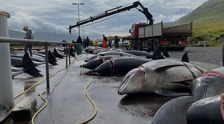 Faroe Adaları'nda gelenek diye 100 şişeburunlu yunus katledildi