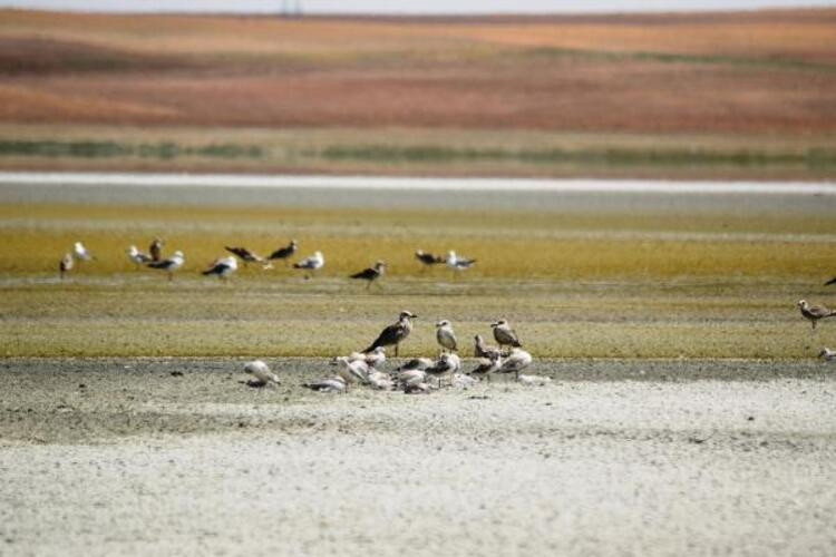 Göller kurudu... Flamingo cenneti çöl oldu!