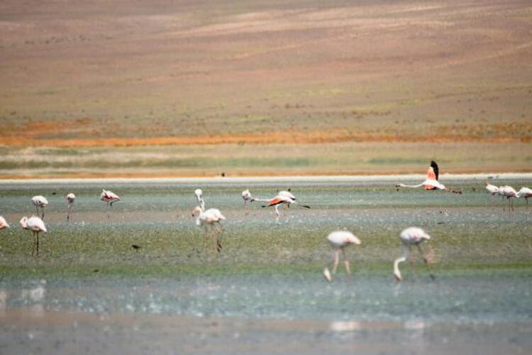 Göller kurudu... Flamingo cenneti çöl oldu!