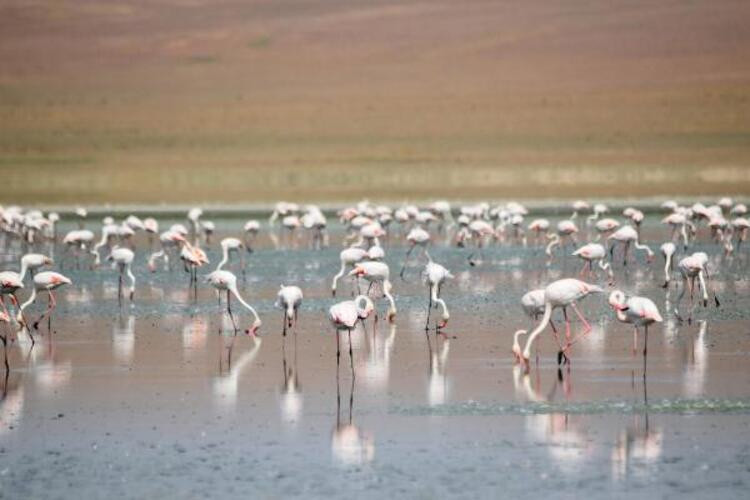 Göller kurudu... Flamingo cenneti çöl oldu!