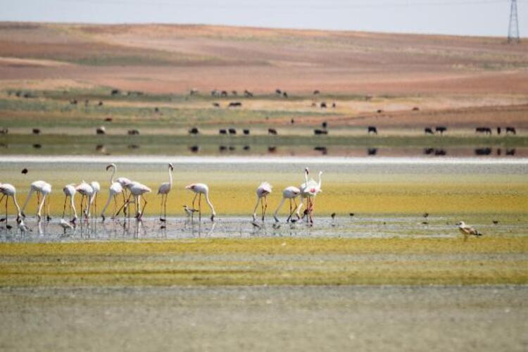 Göller kurudu... Flamingo cenneti çöl oldu!