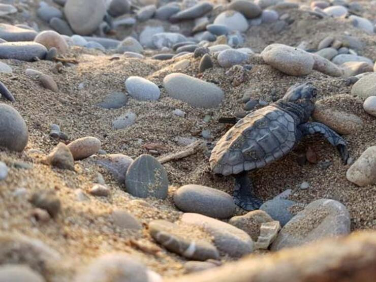 Küresel ısınma caretta carettaları da vurdu!