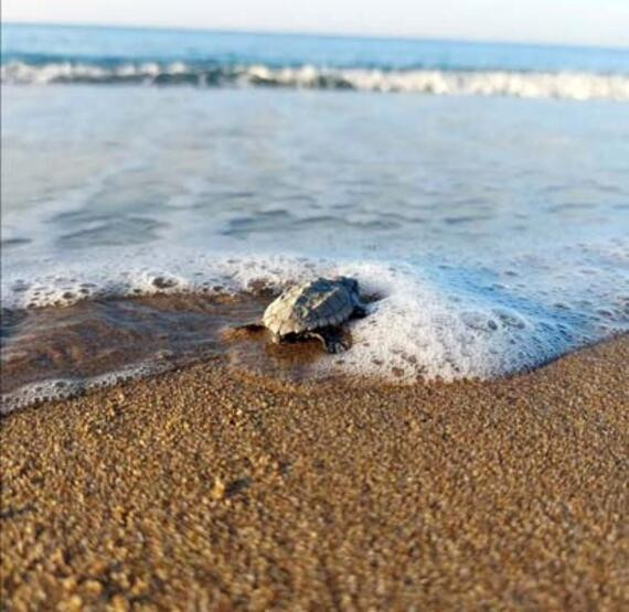 Küresel ısınma caretta carettaları da vurdu!