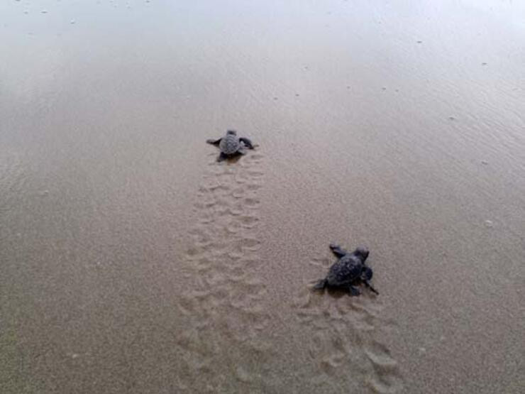 Küresel ısınma caretta carettaları da vurdu!