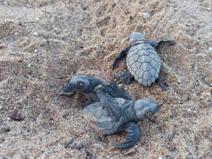 Küresel ısınma caretta carettaları da vurdu!