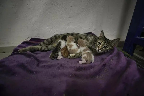  TBMM Başkanlığı, yerleşkesindeki kedilere sahip çıktı