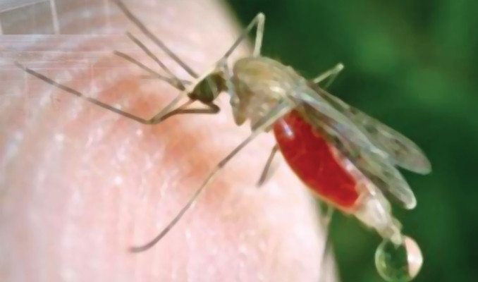 İstanbul'da yeni tehlike: AEDES