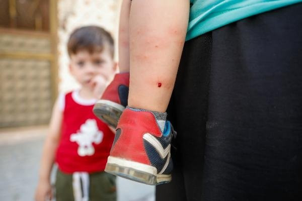 İstanbul'da yeni tehlike: AEDES