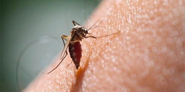 İstanbul'da yeni tehlike: AEDES