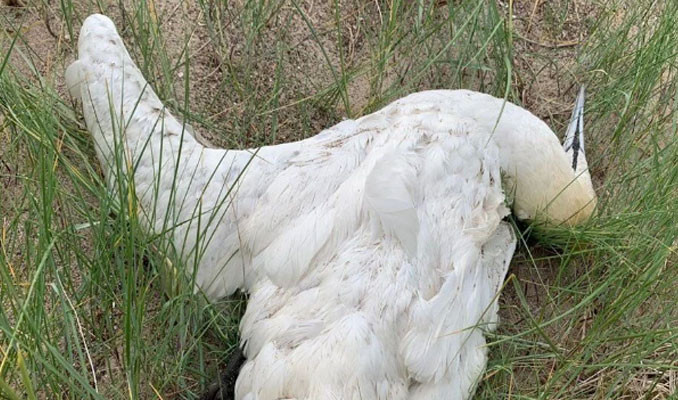 Bilim insanları yeni pandeminin kaynağını ve tarihini açıkladı