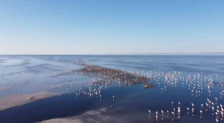 Kolilerden gelen sesler gerçeği ortaya çıkardı: Flamingoları katlettiler!