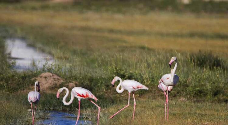 Kolilerden gelen sesler gerçeği ortaya çıkardı: Flamingoları katlettiler!