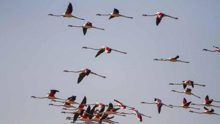 Kolilerden gelen sesler gerçeği ortaya çıkardı: Flamingoları katlettiler!