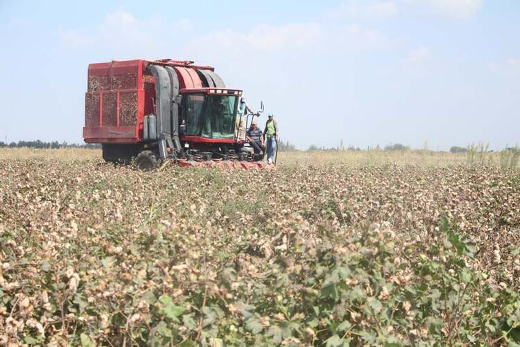 Renkli pamuklar Adana'dan, ABD'ye gönderilecek