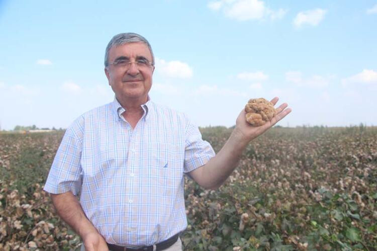 Renkli pamuklar Adana'dan, ABD'ye gönderilecek