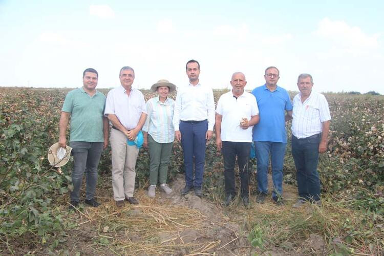 Renkli pamuklar Adana'dan, ABD'ye gönderilecek