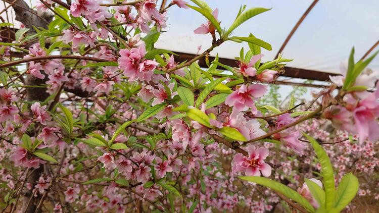 Mersin'de iki mevsim aynı anda: Bir yanı bahar bir yanı kış