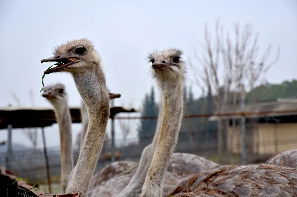 Deve kuşları sıcak hava nedeniyle kışın ortasında yumurtladı!