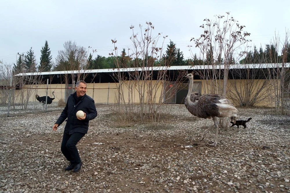 Deve kuşları sıcak hava nedeniyle kışın ortasında yumurtladı!