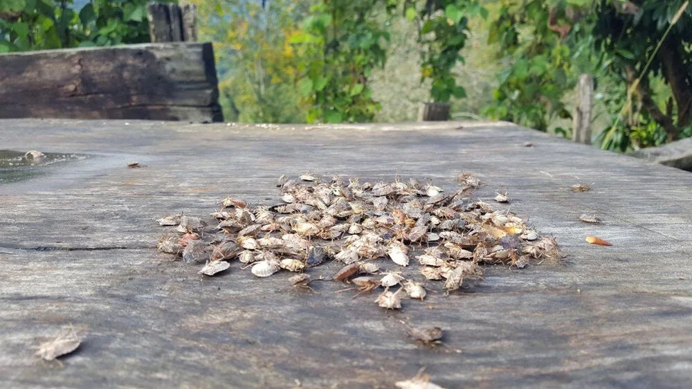 Karadeniz'de 'istilacı böcek' kabusu!