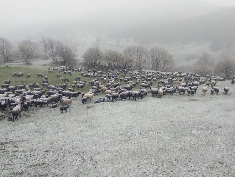 Doğu Karadeniz'de sağanak hayatı felç etti!