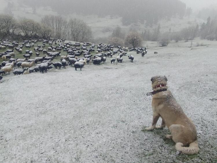 Doğu Karadeniz'de sağanak hayatı felç etti!