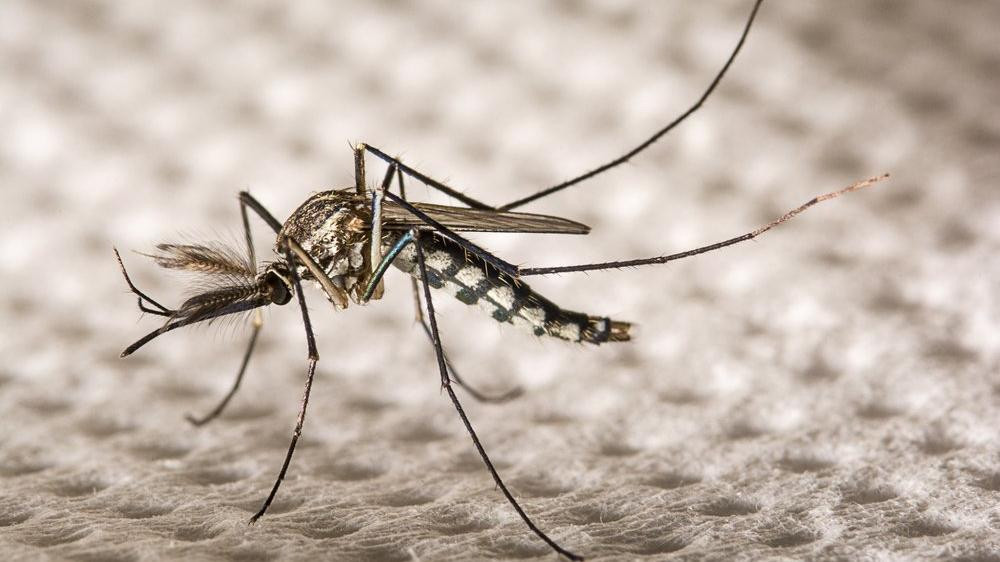 Dünya için yeni tehlike: 'Aedes' alarmı!