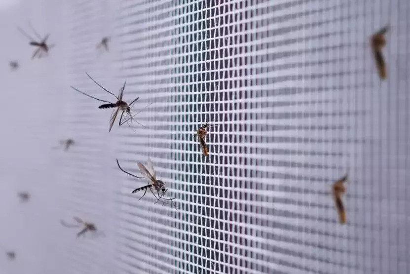 Dünya için yeni tehlike: 'Aedes' alarmı!