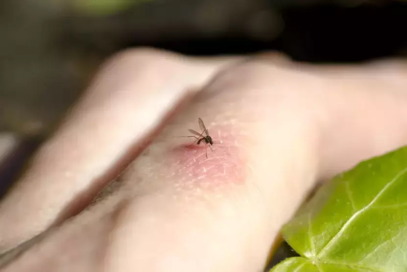 Dünya için yeni tehlike: 'Aedes' alarmı!