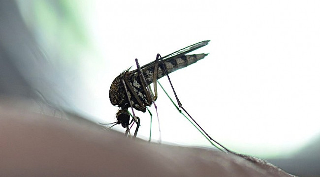 Dünya için yeni tehlike: 'Aedes' alarmı!