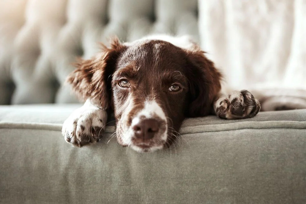 Köpekler arasında yayılıyor: ABD'de gizemli hastalık!