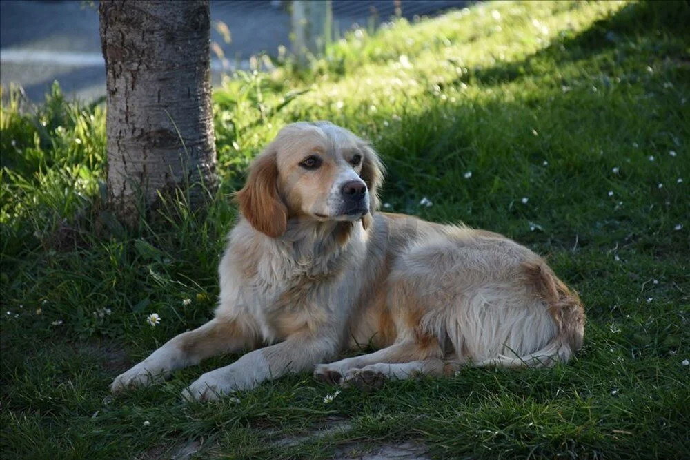 Köpekler arasında yayılıyor: ABD'de gizemli hastalık!